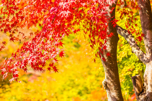 Why trees change color during Autumn