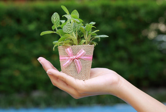 The Ultimate Eco Friendly Gift: Plant trees, Grow a Legacy