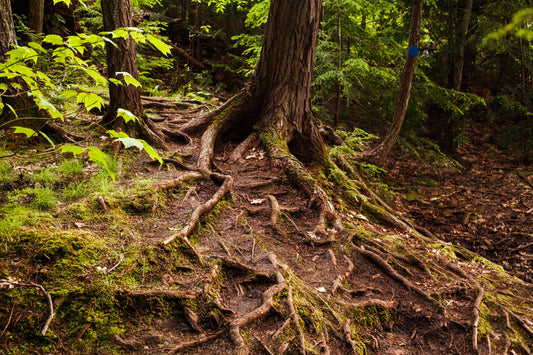 The Silent Communicators: How Trees Talk to Each Other