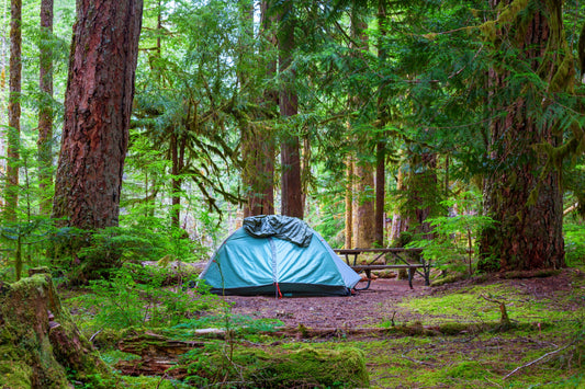 Forests That Heal: The Therapeutic Powers of Being Among Trees