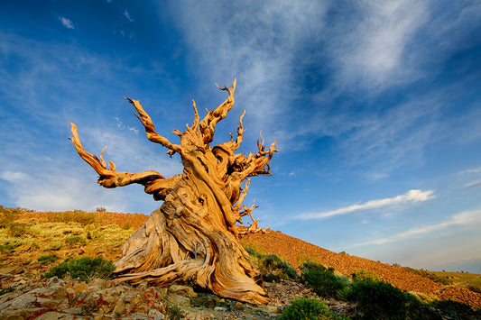 The Timeless Ancients: The World's Oldest Trees