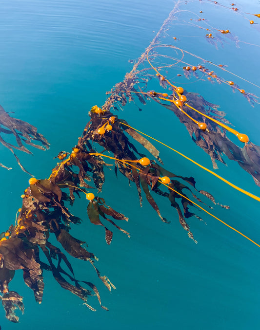 Kelp progress in Venture Point, British Columbia