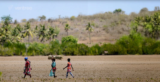 Our partner reports 60M trees planted in 2024