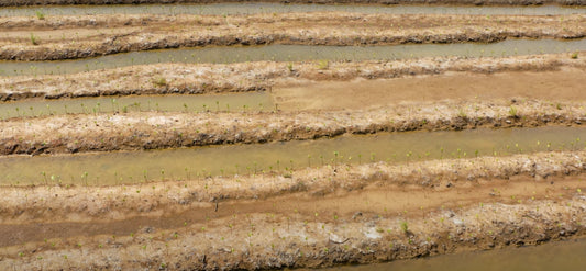 How digging trenches helps bring back Mangroves