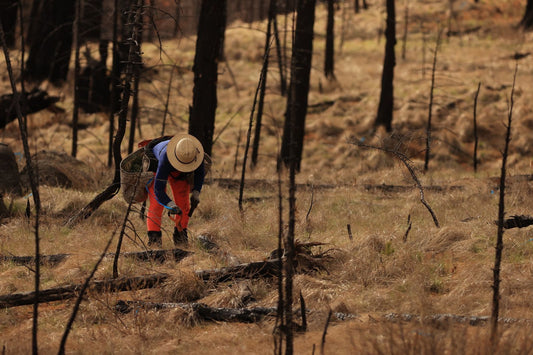 Launching two new planting sites in North America