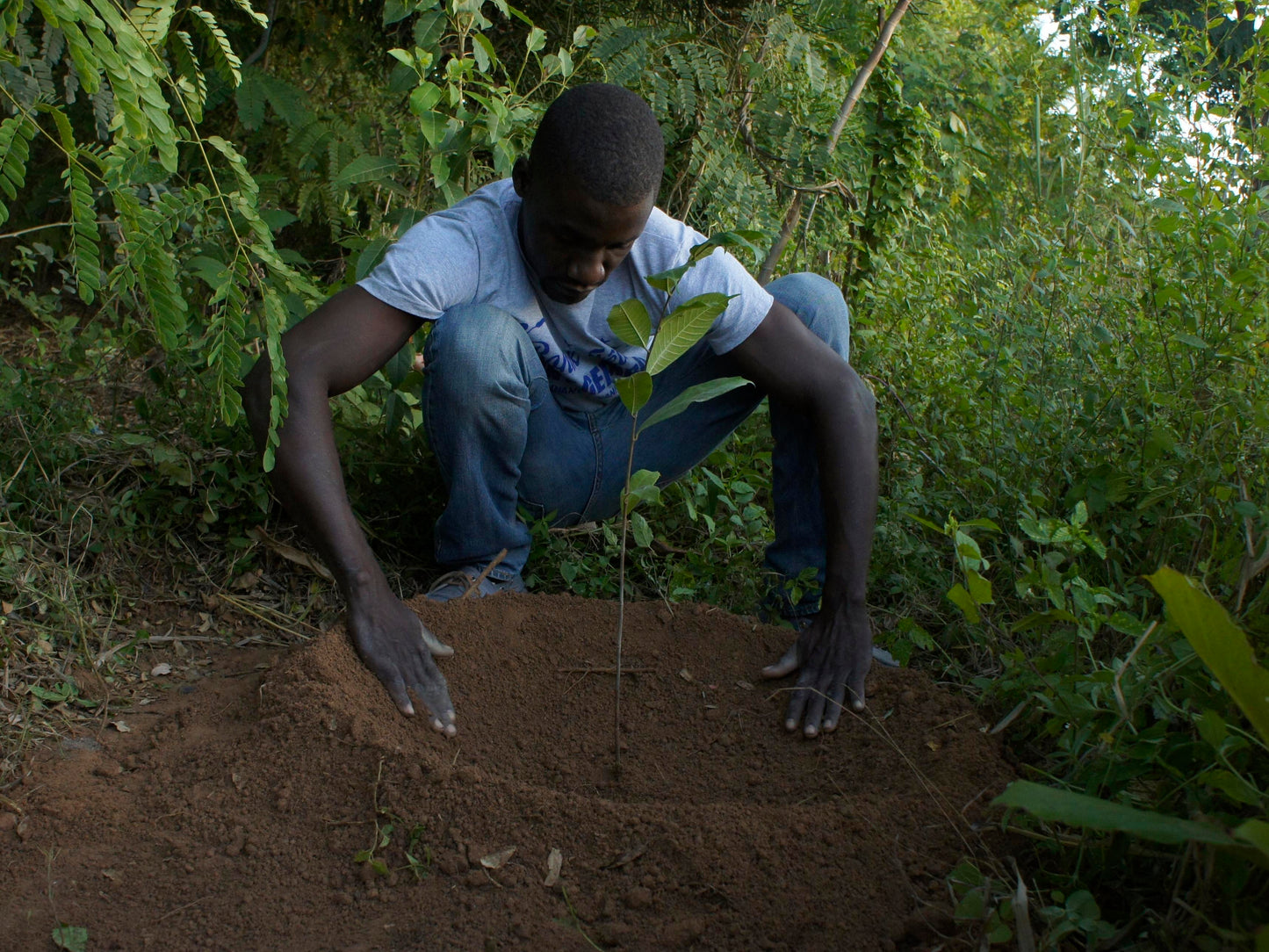 Americas: Plant Food bearing trees in Haiti