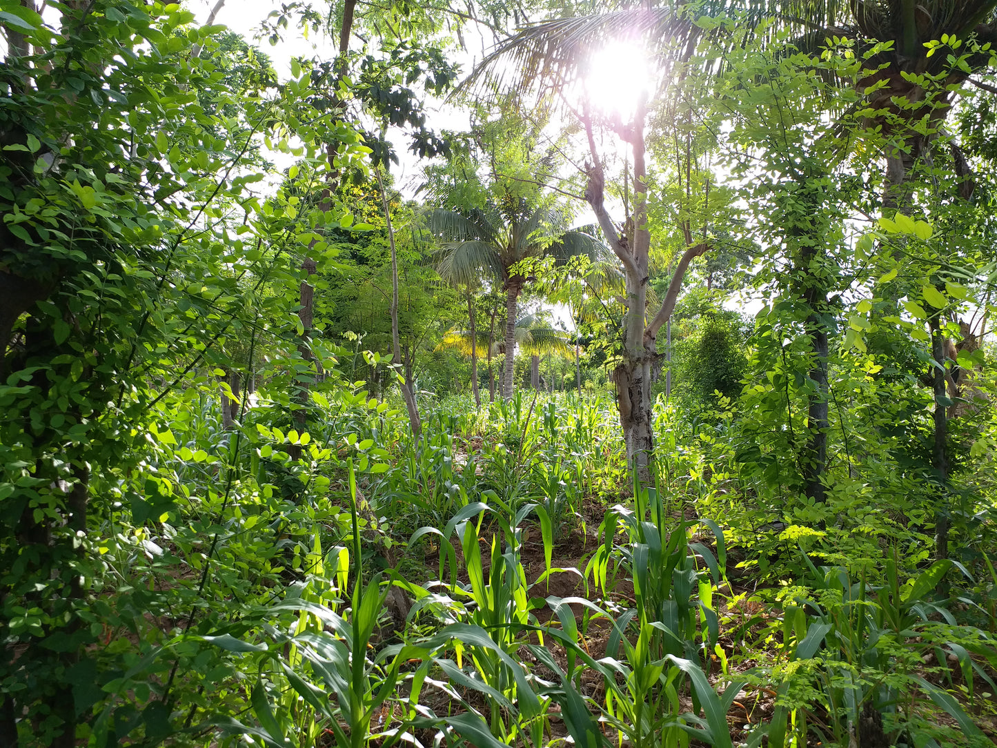 Americas: Plant Food bearing trees in Haiti