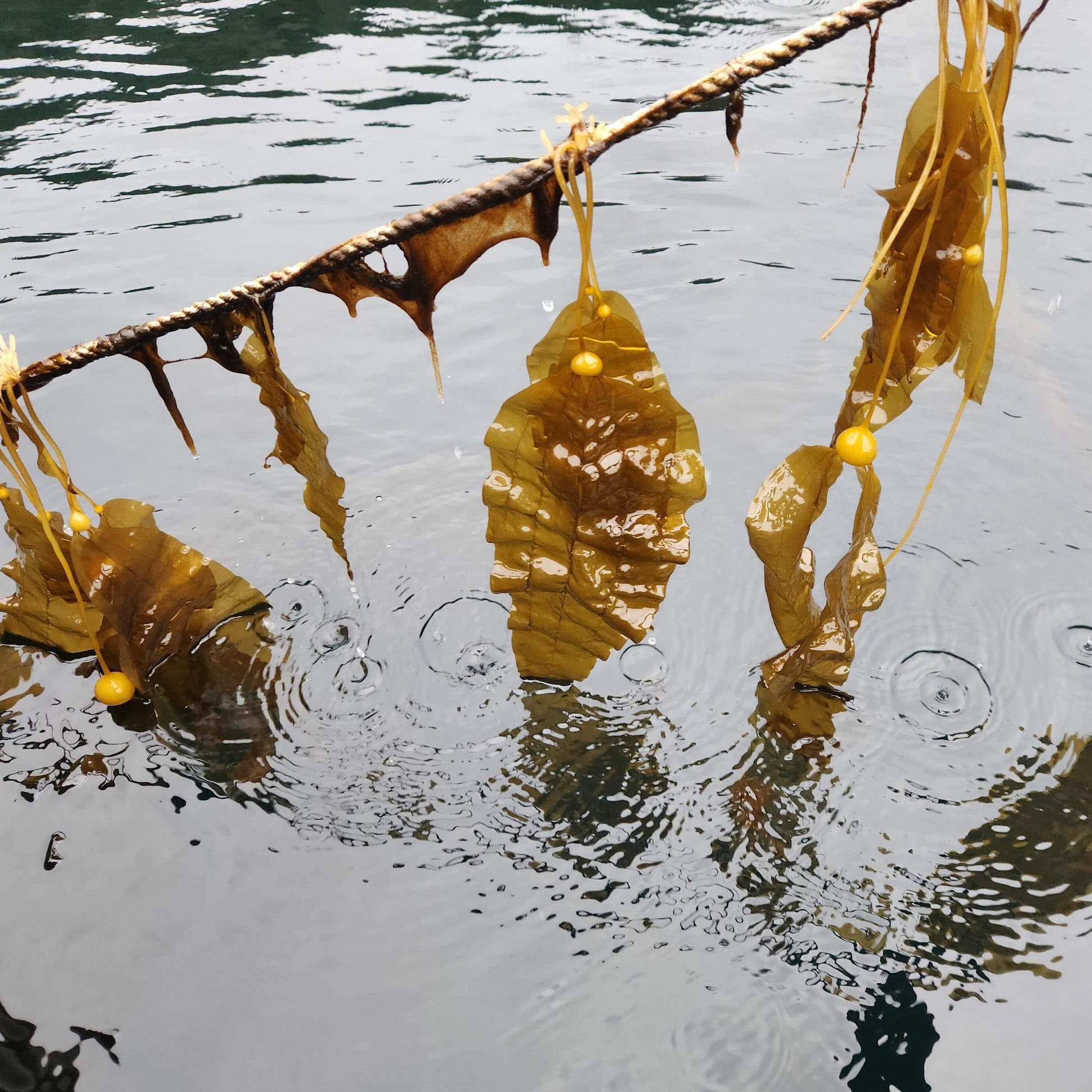 Seeded lines  start to show growth of Kelp in a few months