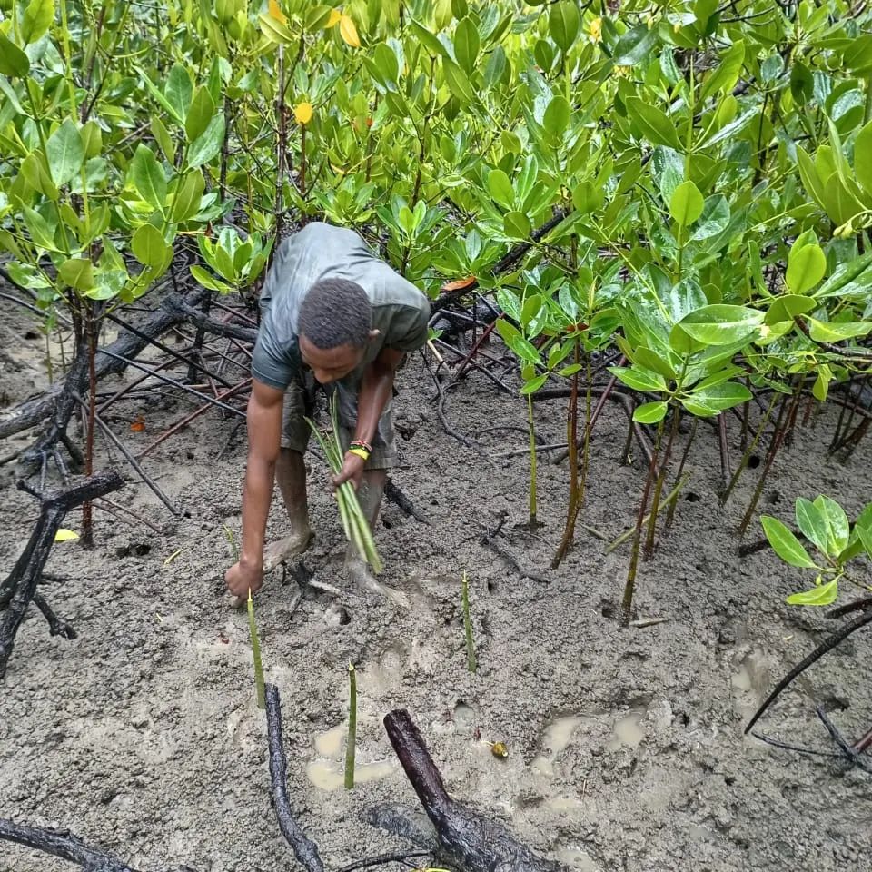 A worker from Earthlung reforestation planting mangrove propagules on site.