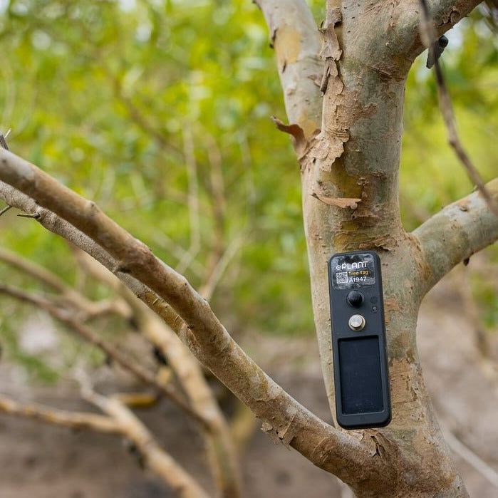 Tree tags are added to qualified trees to monitor them.