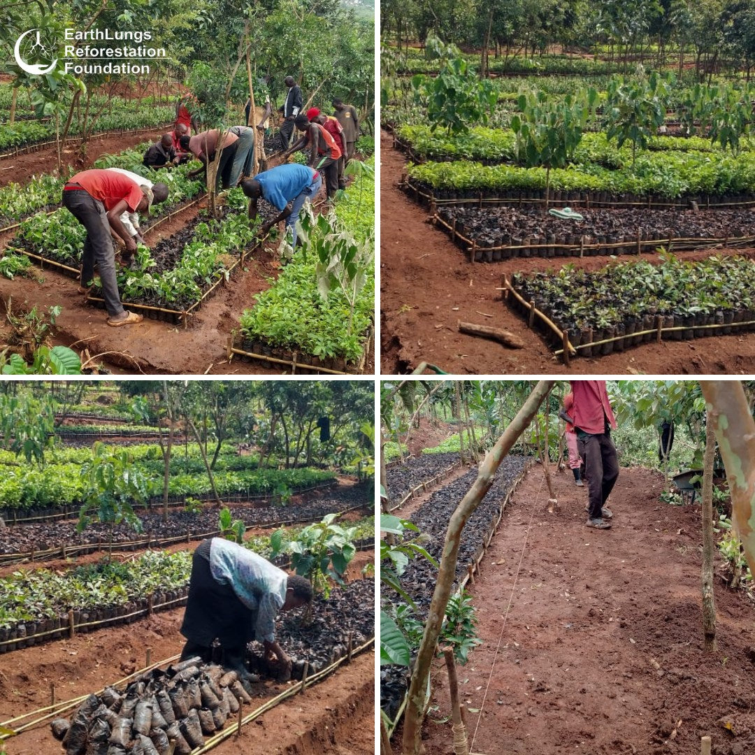 While in the right conditions propagules are directly planted on site, in other conditions, they are nursed in a nursery until conditions are right to plant on site.