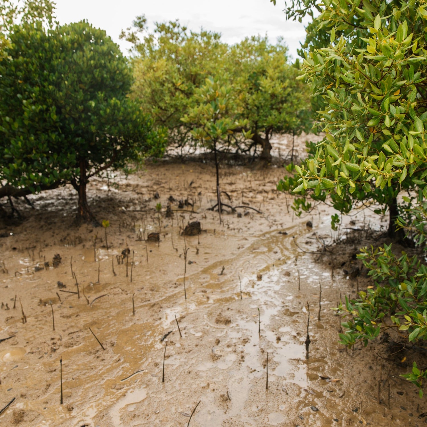 A mix of new and old mangrove plants on site.