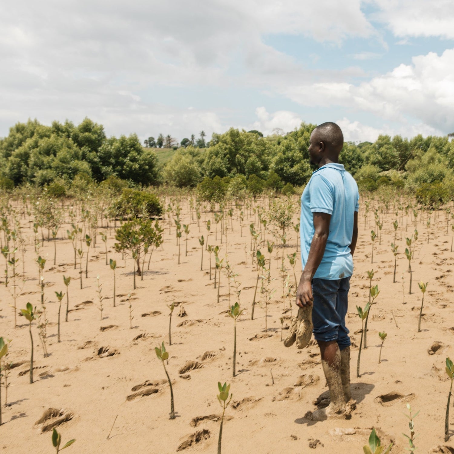 A team member looks out at the plantation.