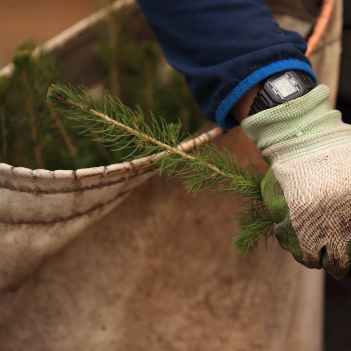 Americas: Plant trees in Oregon's Forests