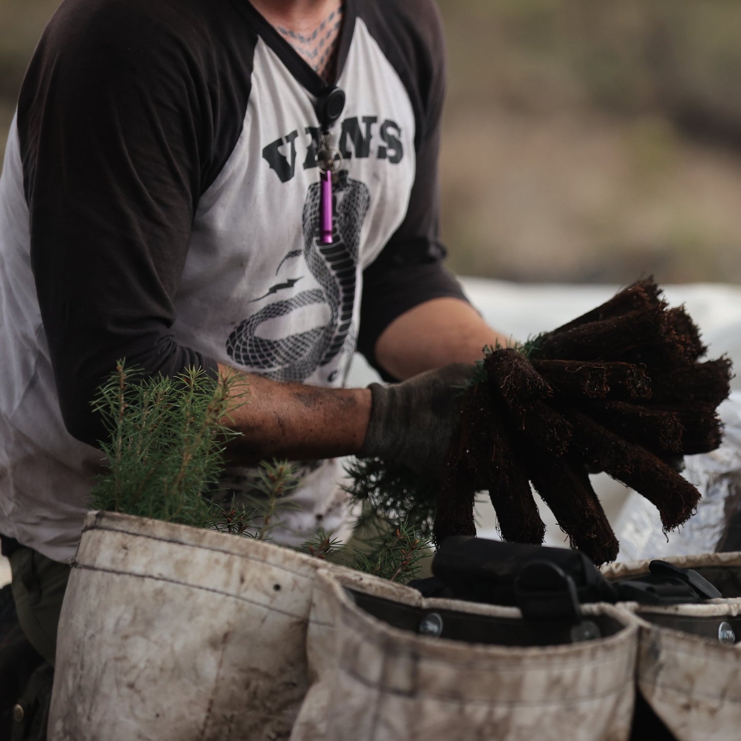 Americas: Plant trees in Oregon's Forests