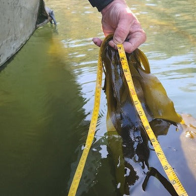 Regular measurements are taken to monitor growth of kelp