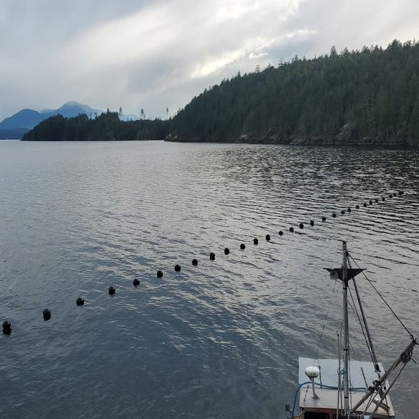 Kelp is seeded on these lines that are made to float on water.