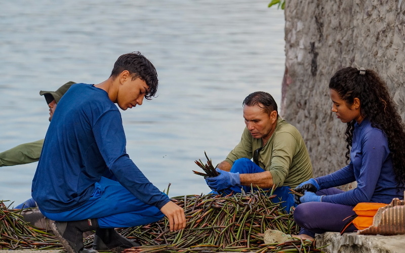 Americas: Plant Mangroves in Brazil