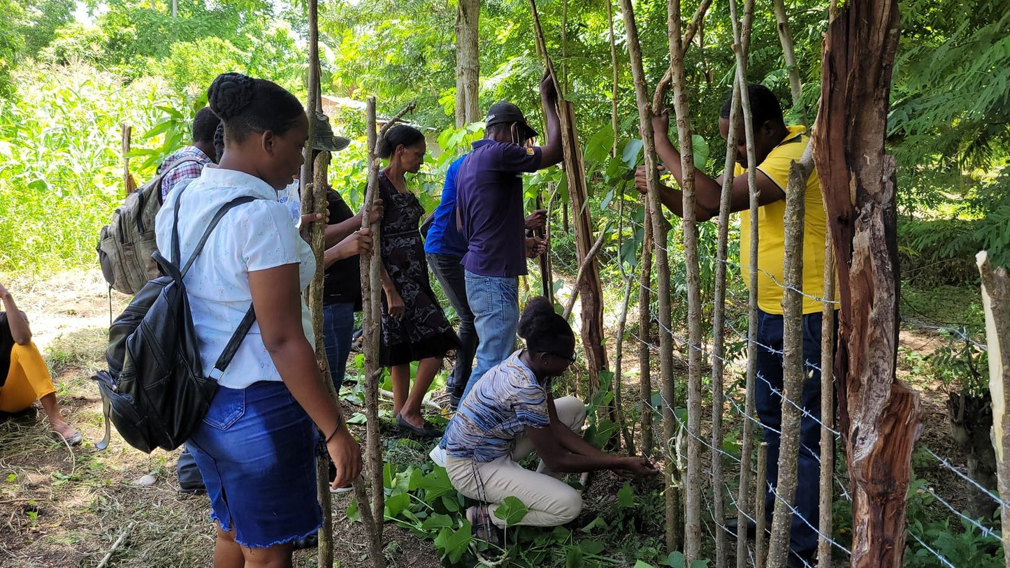 Americas: Pollinator Agroforestry in Haiti