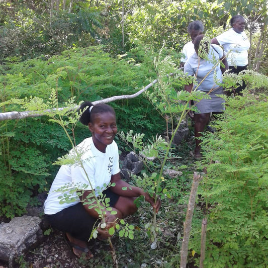 Americas: Pollinator Agroforestry in Haiti
