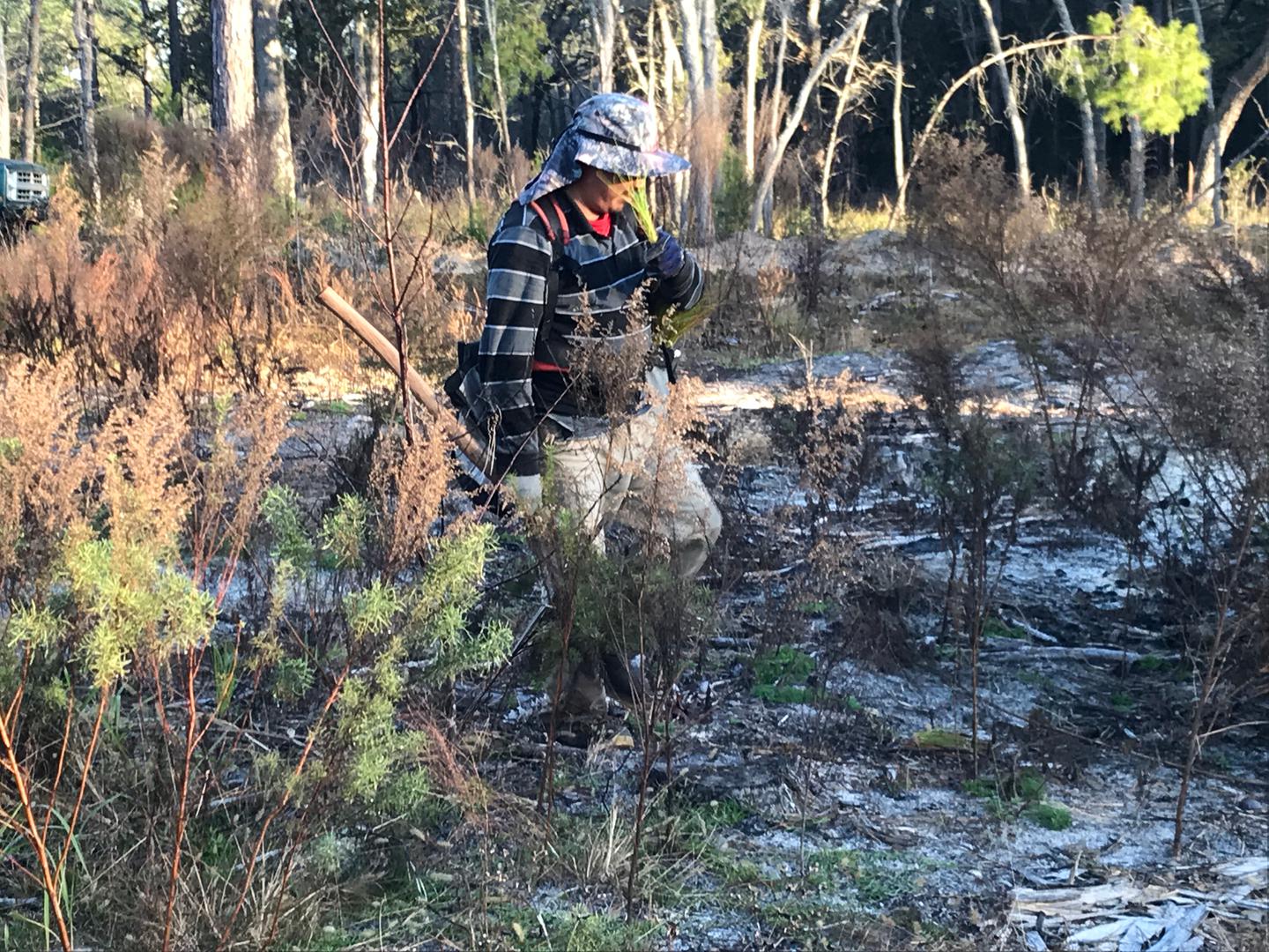 Americas: Plant trees in Florida's Forests