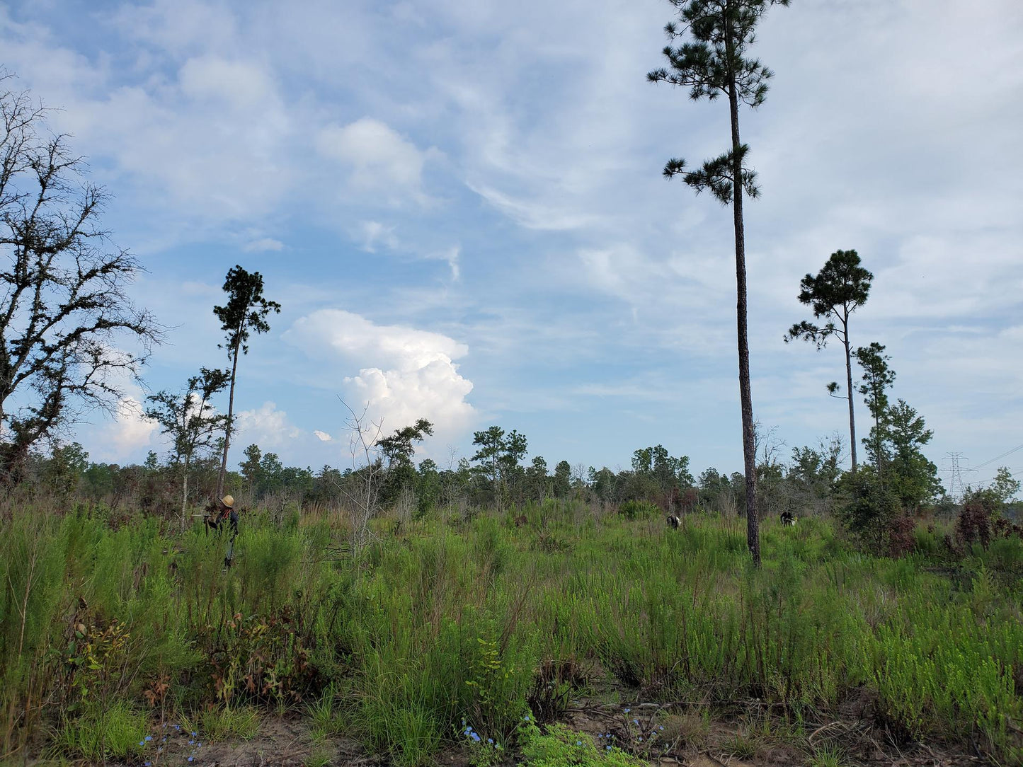 Americas: Plant trees in Florida's Forests