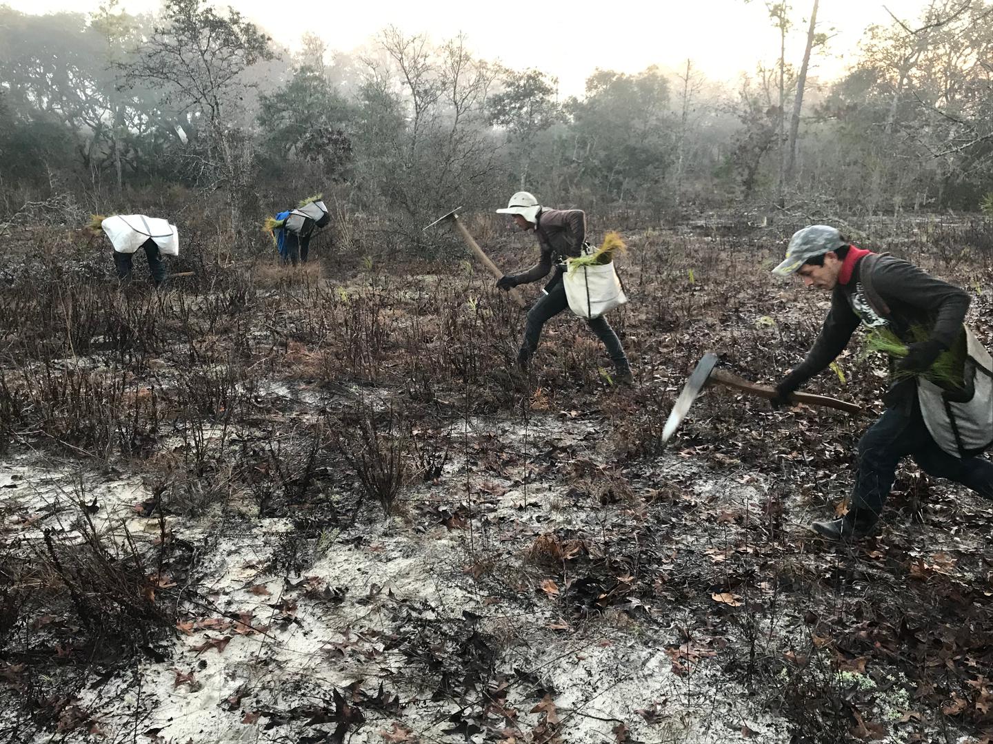 Americas: Plant trees in Florida's Forests