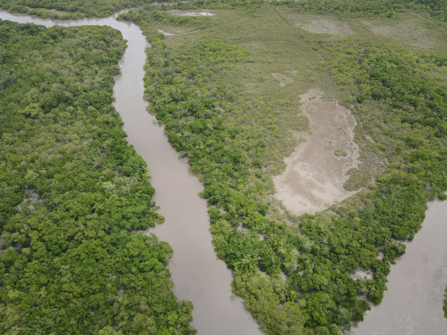 Americas: Plant Mangroves in Brazil