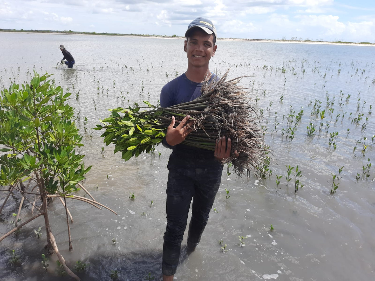 Americas: Plant Mangroves in Brazil