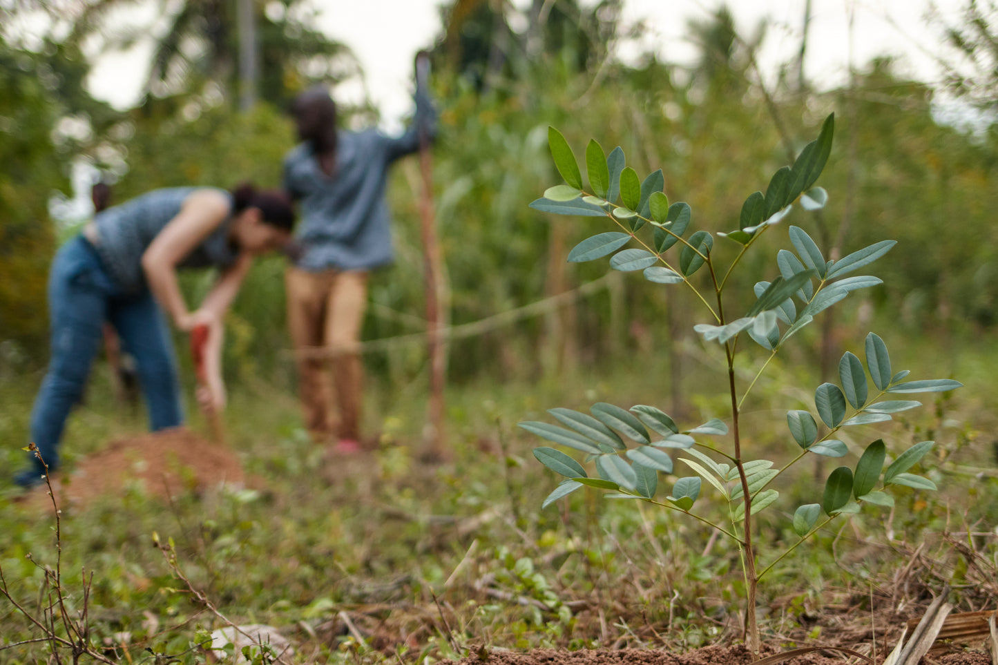 Americas: Plant Food bearing trees in Haiti
