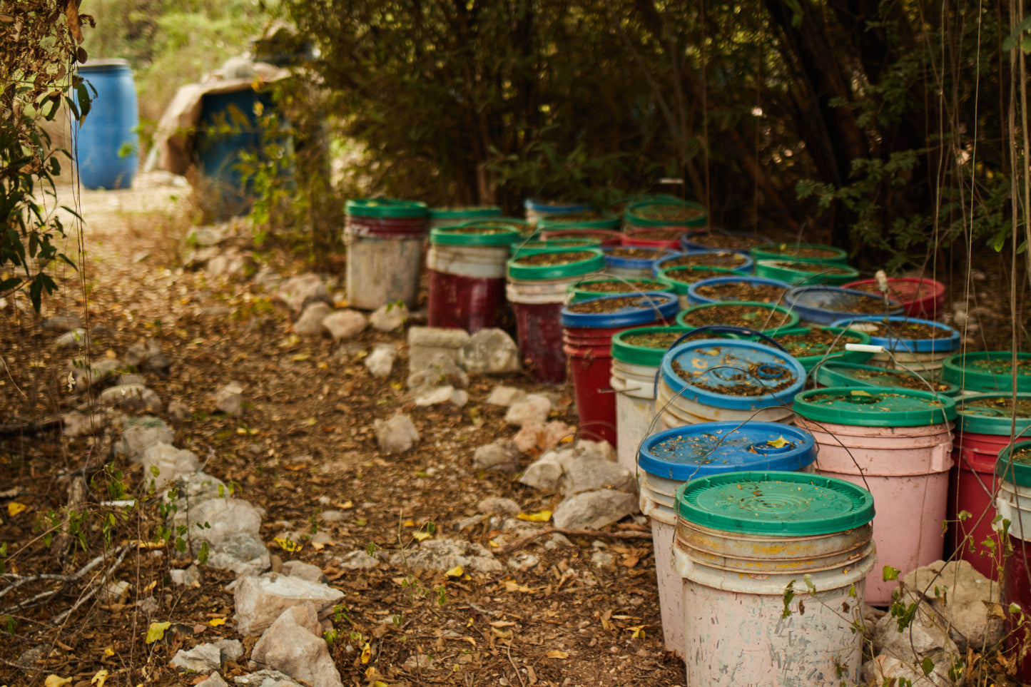 Americas: Plant Food bearing trees in Haiti