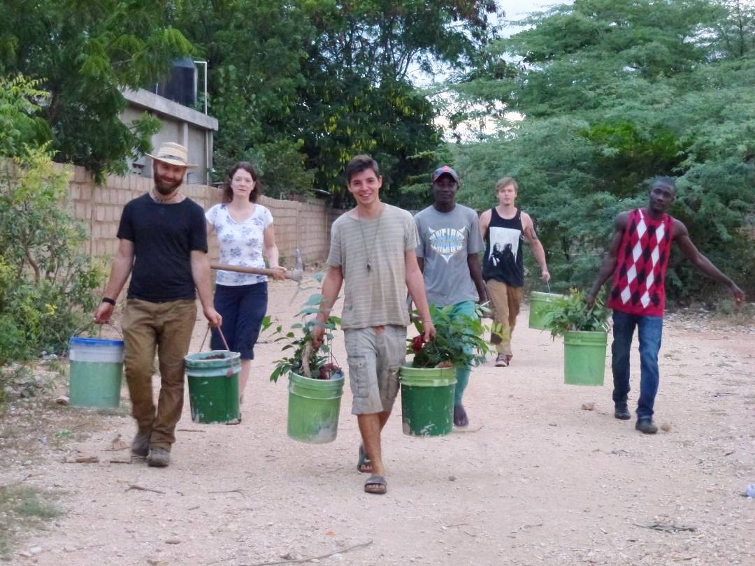 Americas: Plant Food bearing trees in Haiti