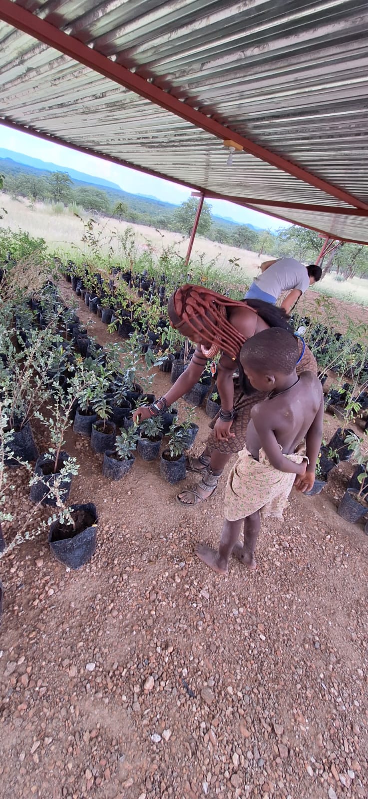 Africa: Plant food bearing trees in Namibia