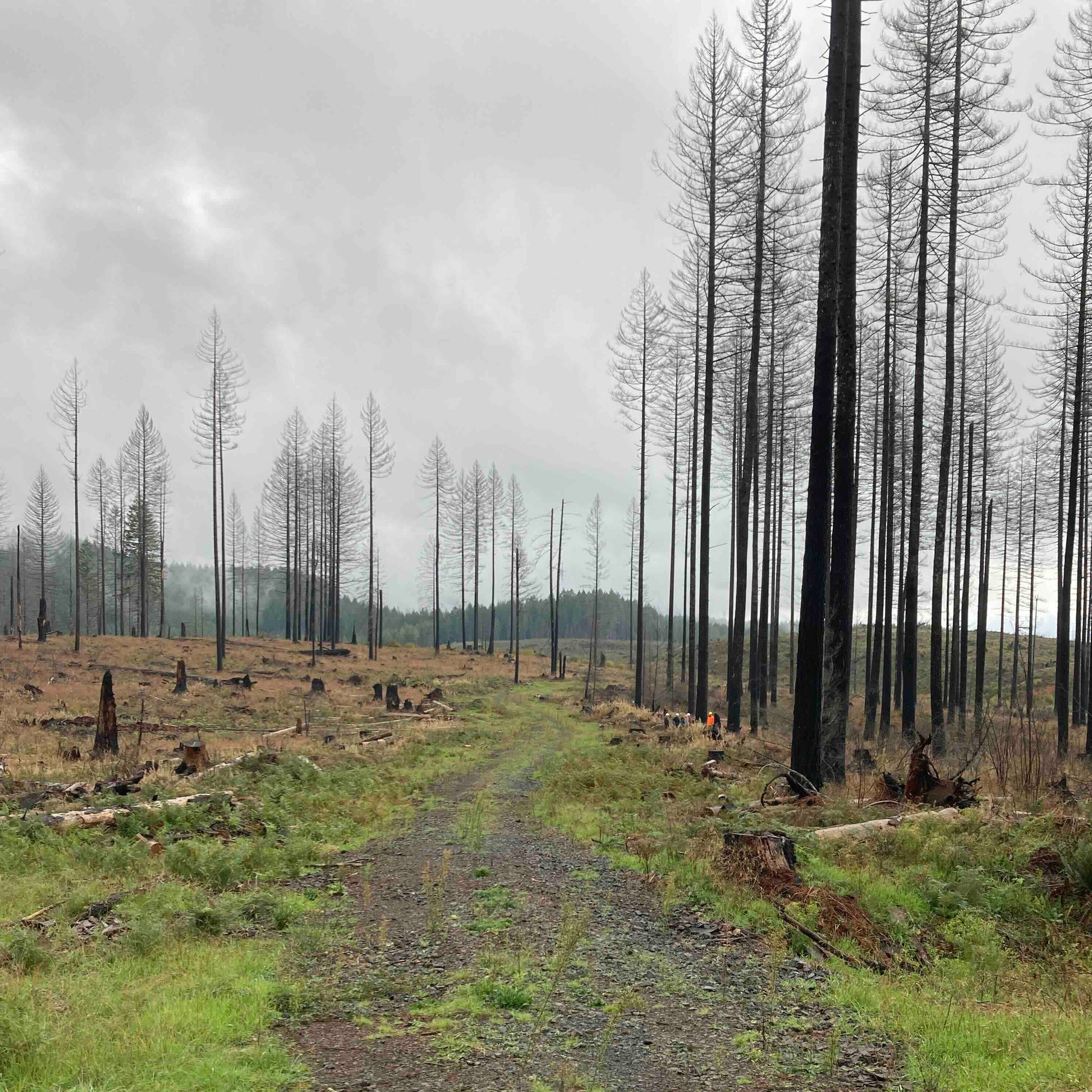 The journey begins with finding the best trees in nature to use for grafting. This means finding the biggest, most vigorous and healthy looking trees which in theory should produce the most viable offspring.