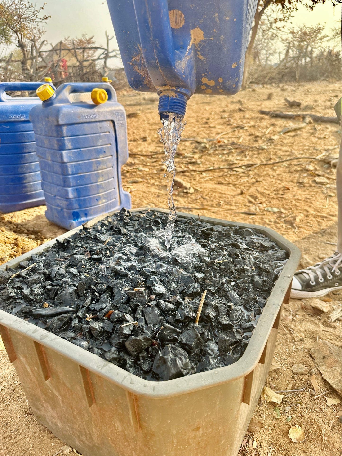 Africa: Plant food bearing trees in Namibia