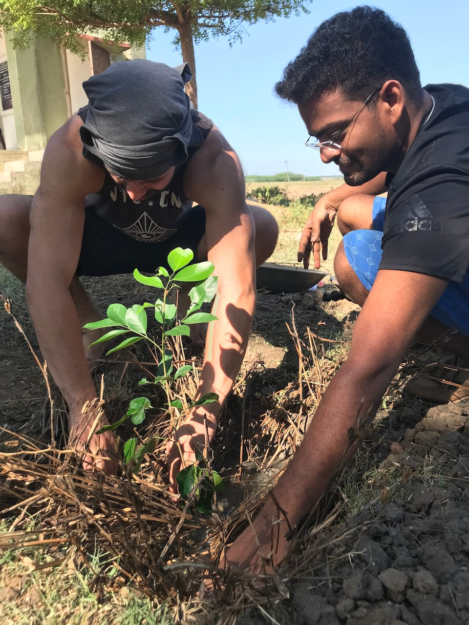 Asia: Plant food bearing trees in Tamil Nadu, India