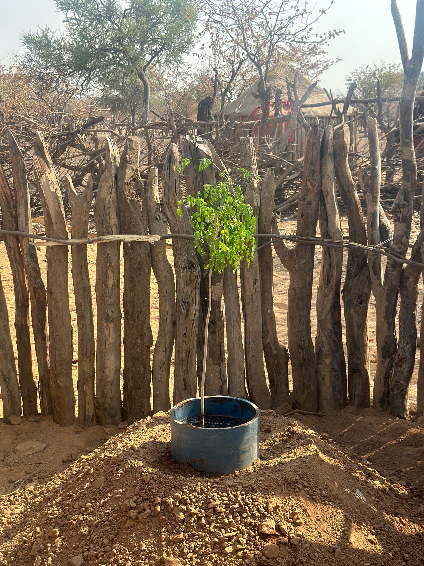 Africa: Plant food bearing trees in Namibia