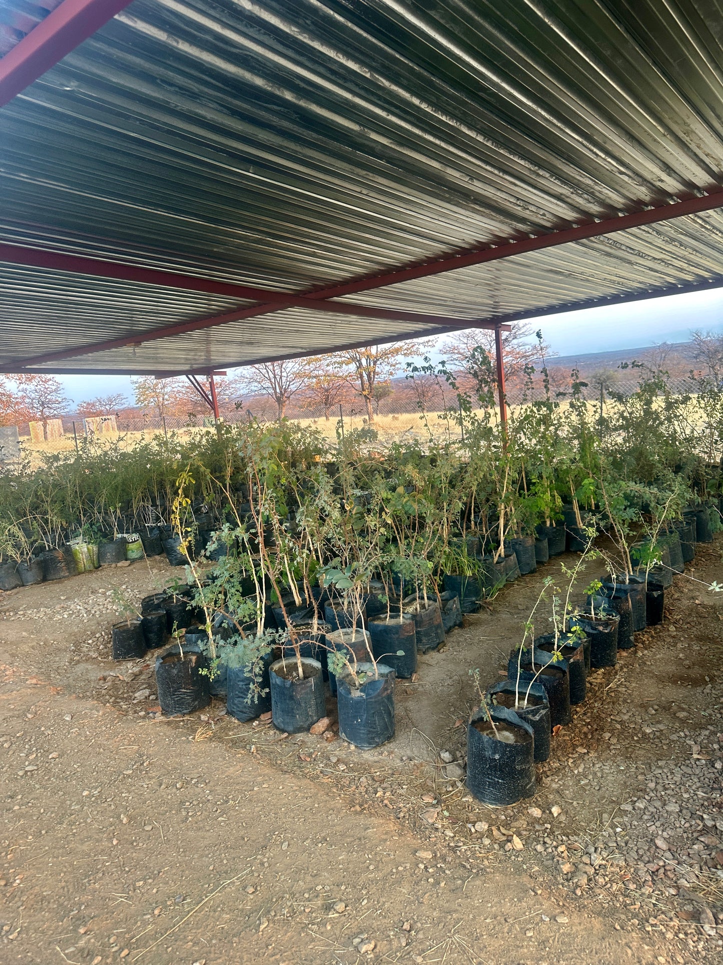 Africa: Plant food bearing trees in Namibia