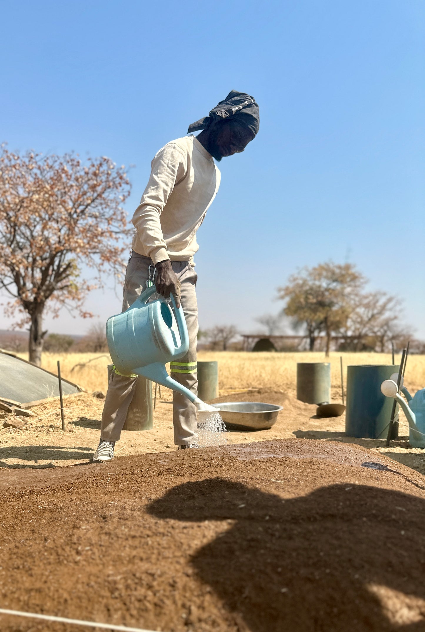 Africa: Plant food bearing trees in Namibia