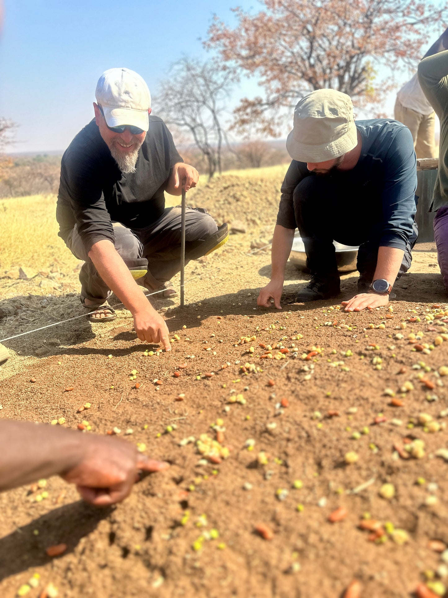 Africa: Plant food bearing trees in Namibia