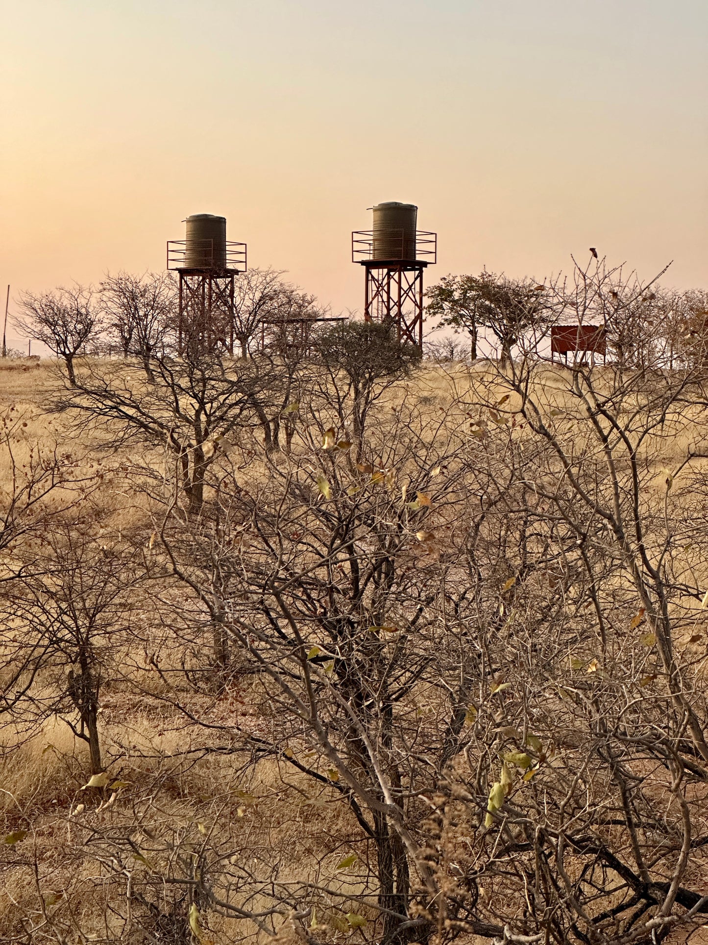 Africa: Plant food bearing trees in Namibia