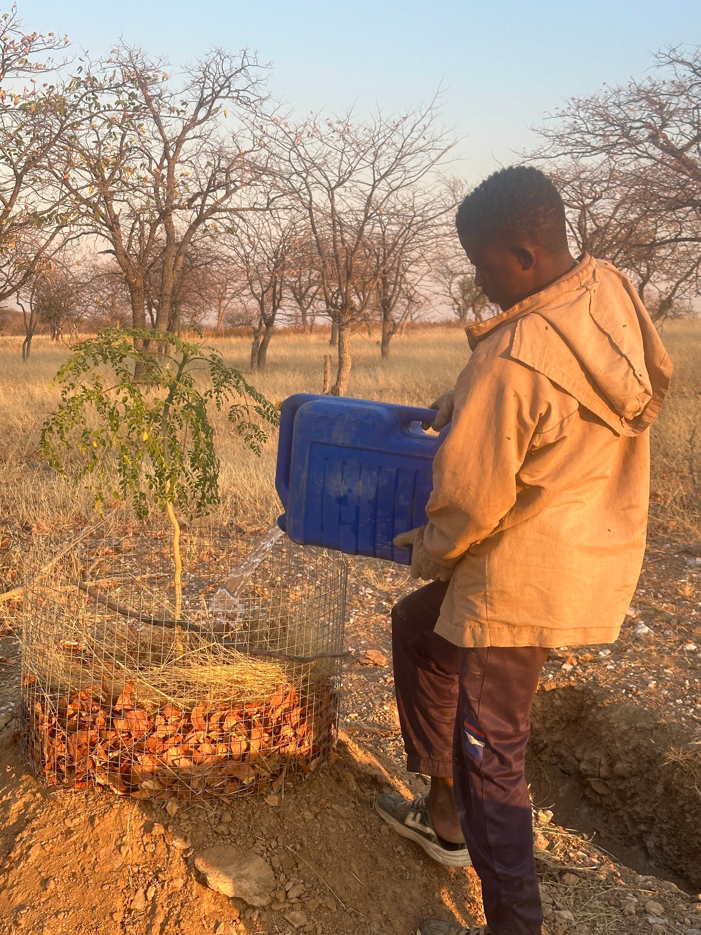 Africa: Plant food bearing trees in Namibia