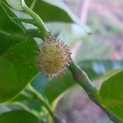 Americas: Plant Food bearing trees in Haiti