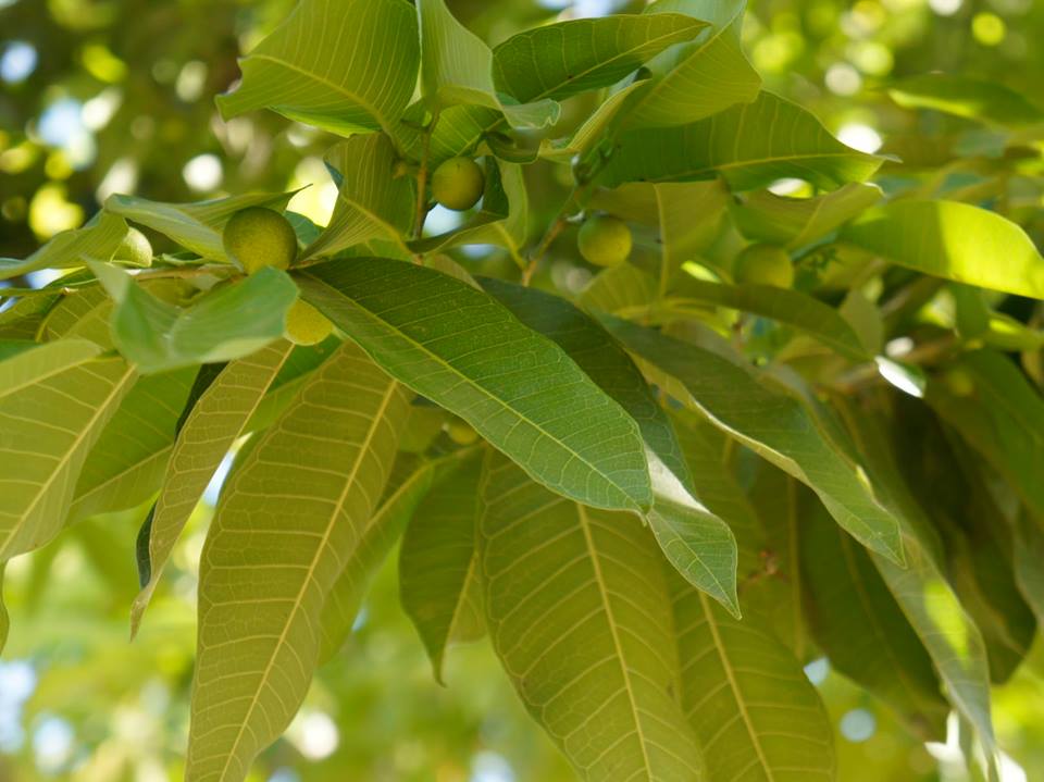 Americas: Plant Food bearing trees in Haiti
