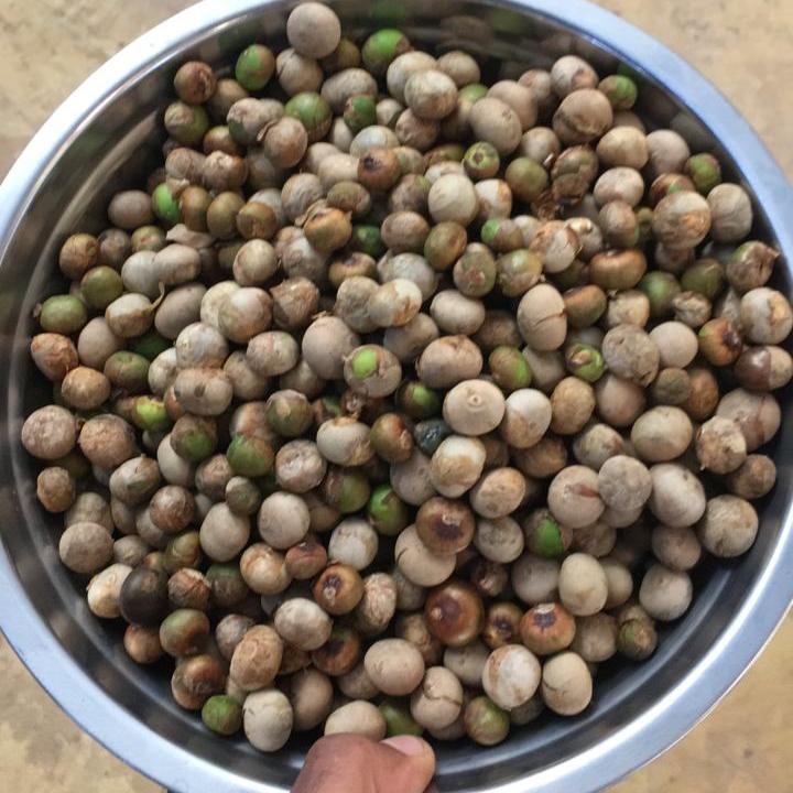 Americas: Plant Food bearing trees in Haiti