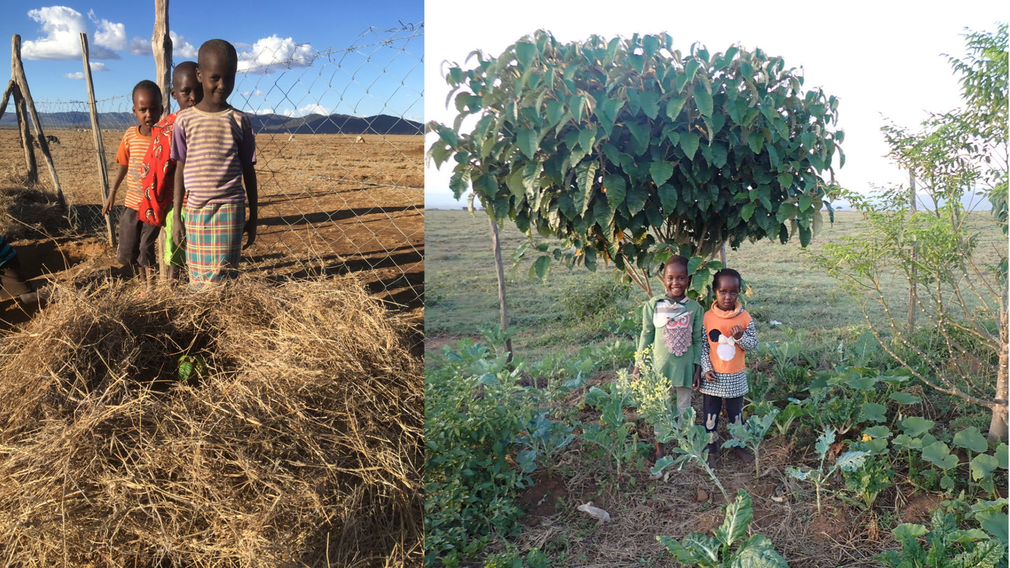Africa: Plant food bearing trees in Kenya