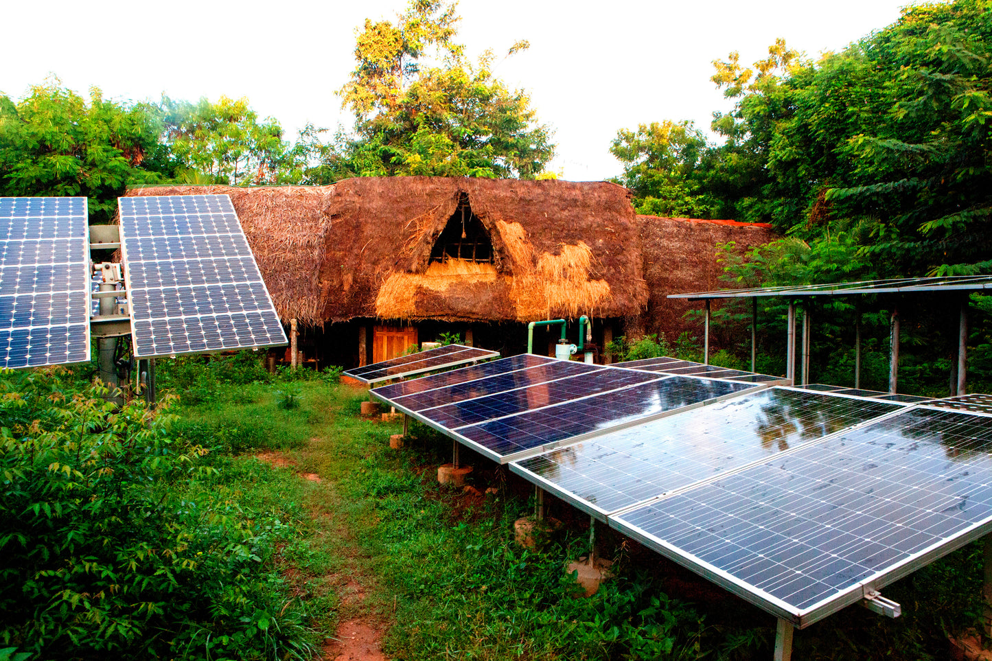 Asia: Plant native trees in Tamil Nadu, India