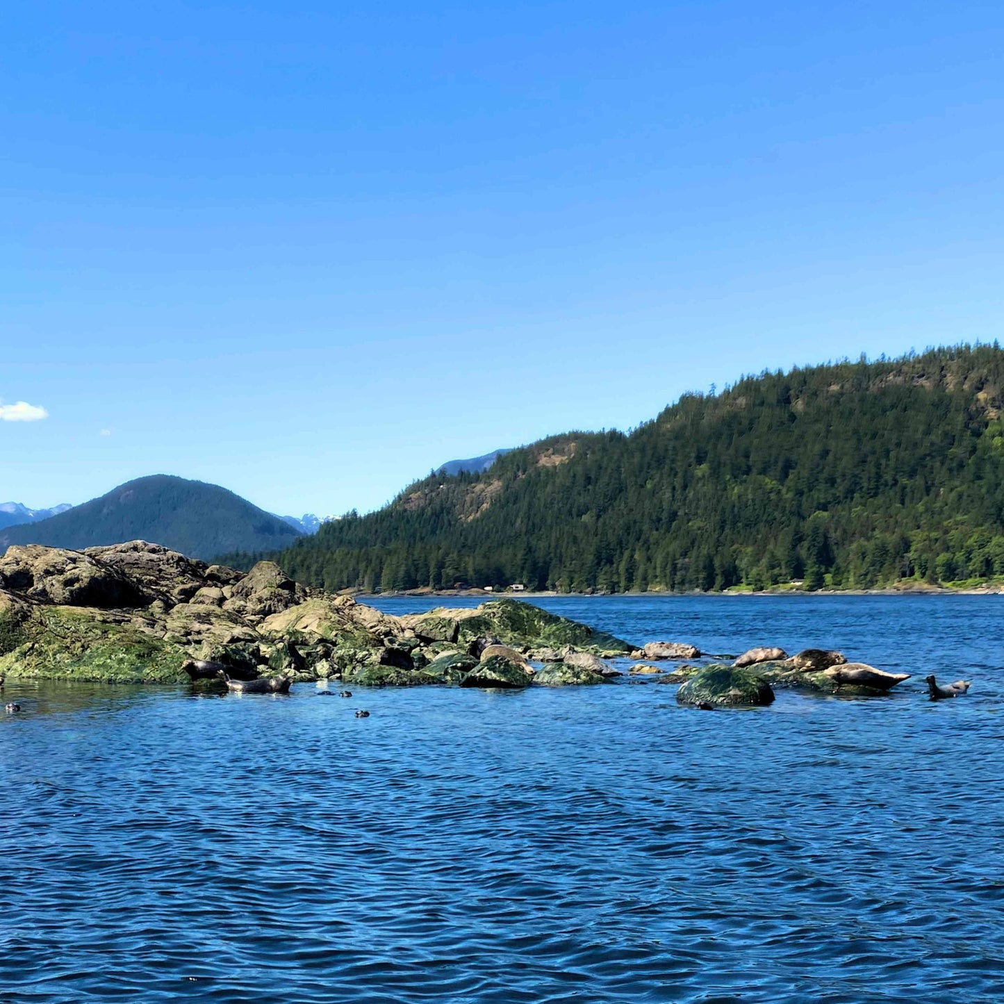 Wildlife on Canada's coast
