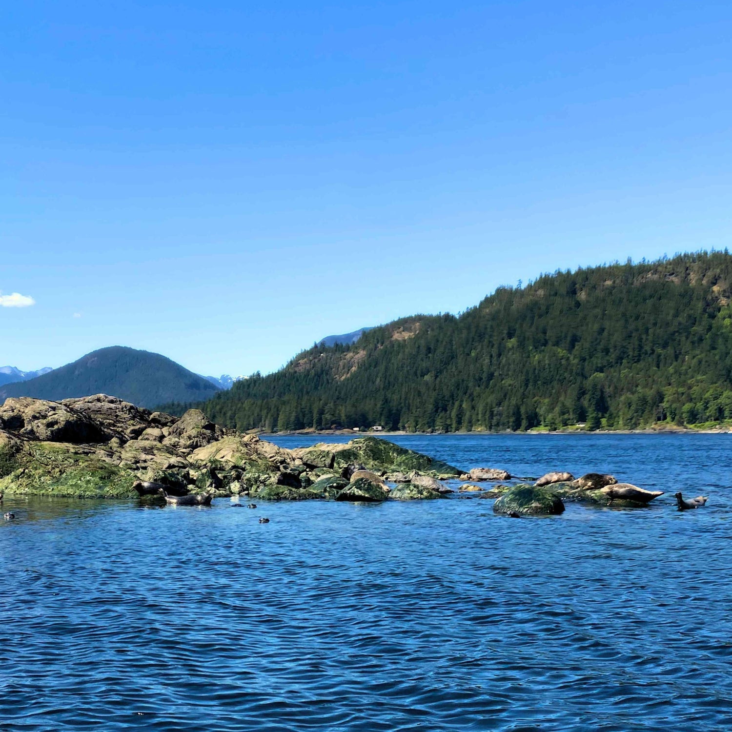 Wildlife on Canada's coast
