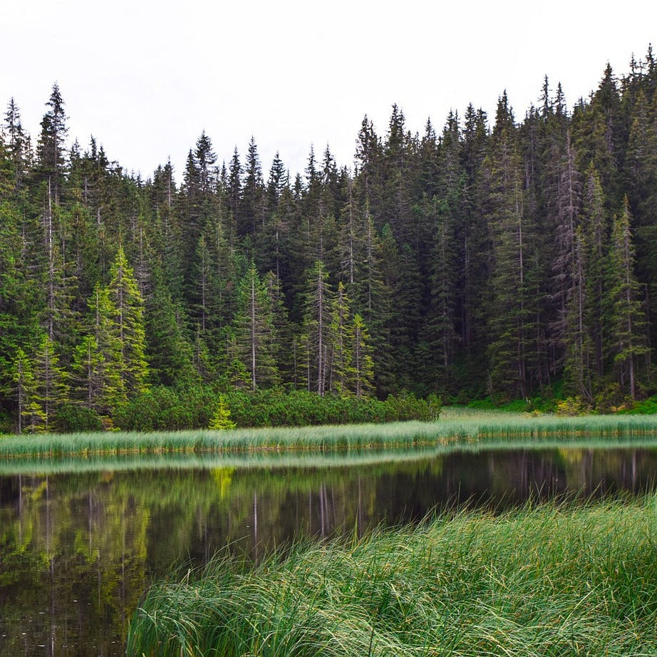 This project will plant Douglas Fir, Noble Fir and Western Red Cedar, native to the region.